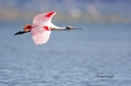 Roseate-Spoonbill;Spoonbill;Ajaia-ajaja;Flying-Bird;action;active;aerodynamic;be